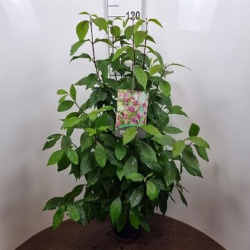 Callicarpa bodinieri 'Profusion'