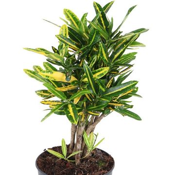 Codiaeum variegatum 'Sunny Star'