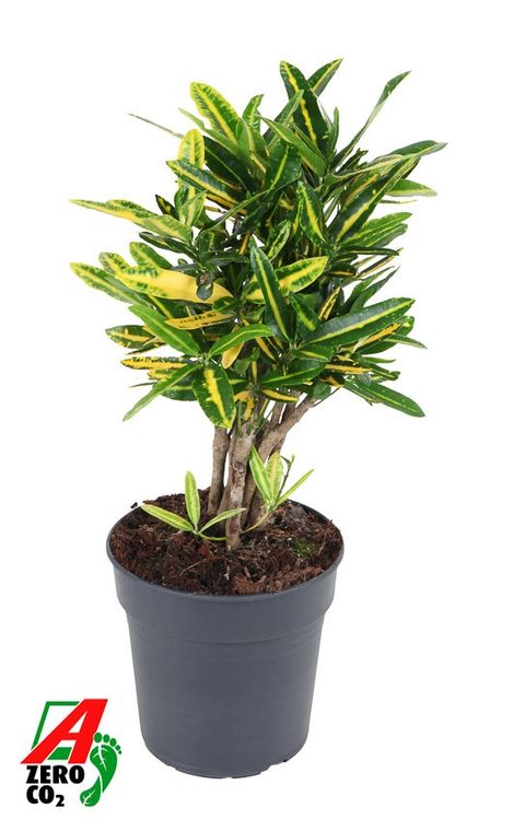 Codiaeum variegatum 'Sunny Star'