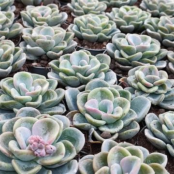 Echeveria 'Orpet'