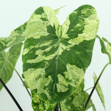 Caladium 'Frog in a Blender'