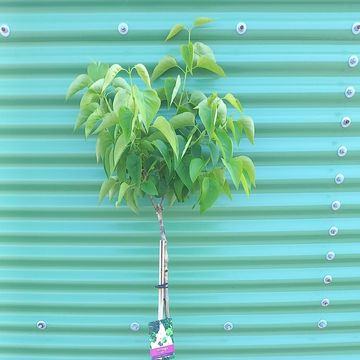 Syringa vulgaris 'Мадам Лемуан'