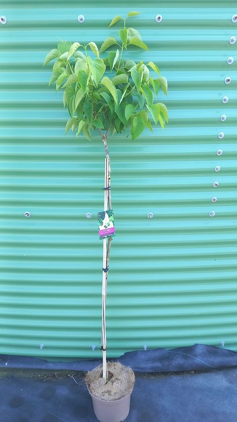 Syringa vulgaris 'Mme Lemoine'