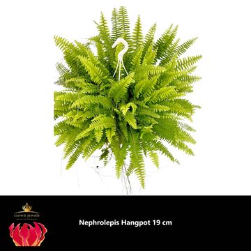 Nephrolepis exaltata 'Green Moment'