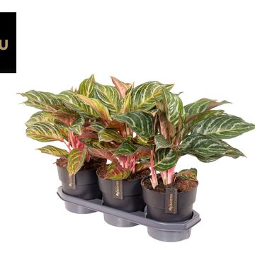 Aglaonema 'Dreamcatcher'