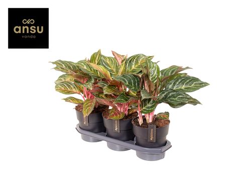 Aglaonema 'Dreamcatcher'