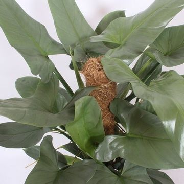 Philodendron hastatum