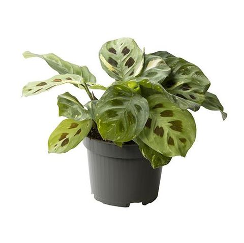 Maranta leuconeura 'Kerchoveana Variegata'