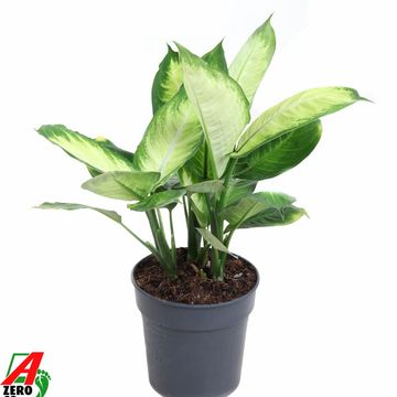 Dieffenbachia 'Tropic Marianne'