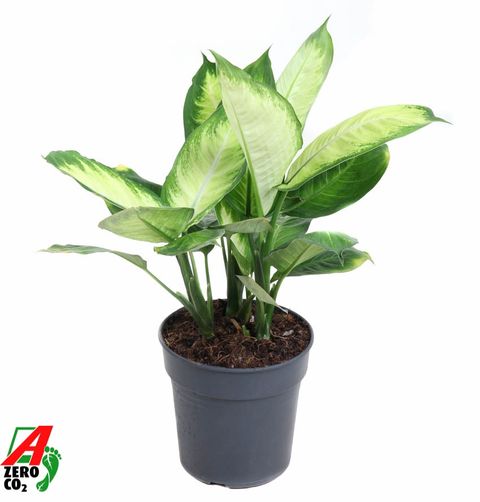 Dieffenbachia 'Tropic Marianne'