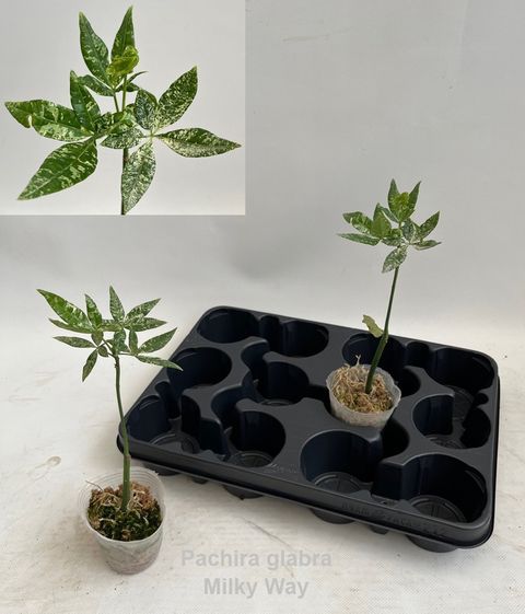 Pachira glabra 'Milky Way variegata'