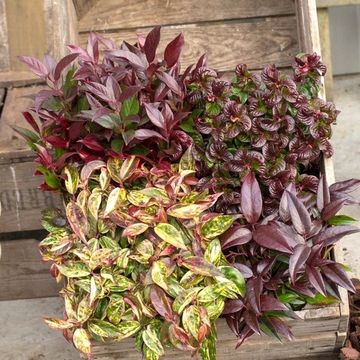 Leucothoe MIX