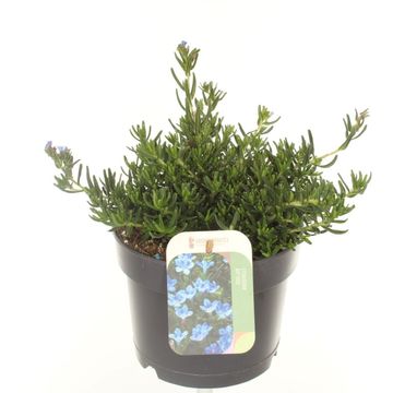 Lithodora diffusa TIDEPOOL SKY BLUE