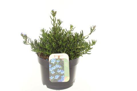 Lithodora diffusa TIDEPOOL SKY BLUE