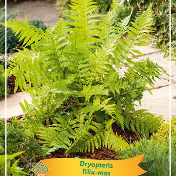 Dryopteris filix-mas