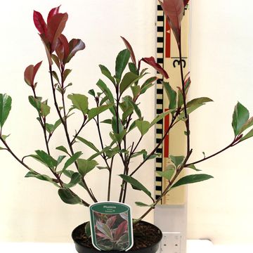 Photinia x fraseri LOUISE