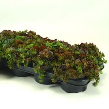 Sedum tetractinum 'Coral Reef'