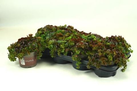 Sedum tetractinum 'Coral Reef'