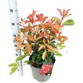 Photinia x fraseri RED LIGHT