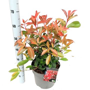 Photinia x fraseri RED LIGHT