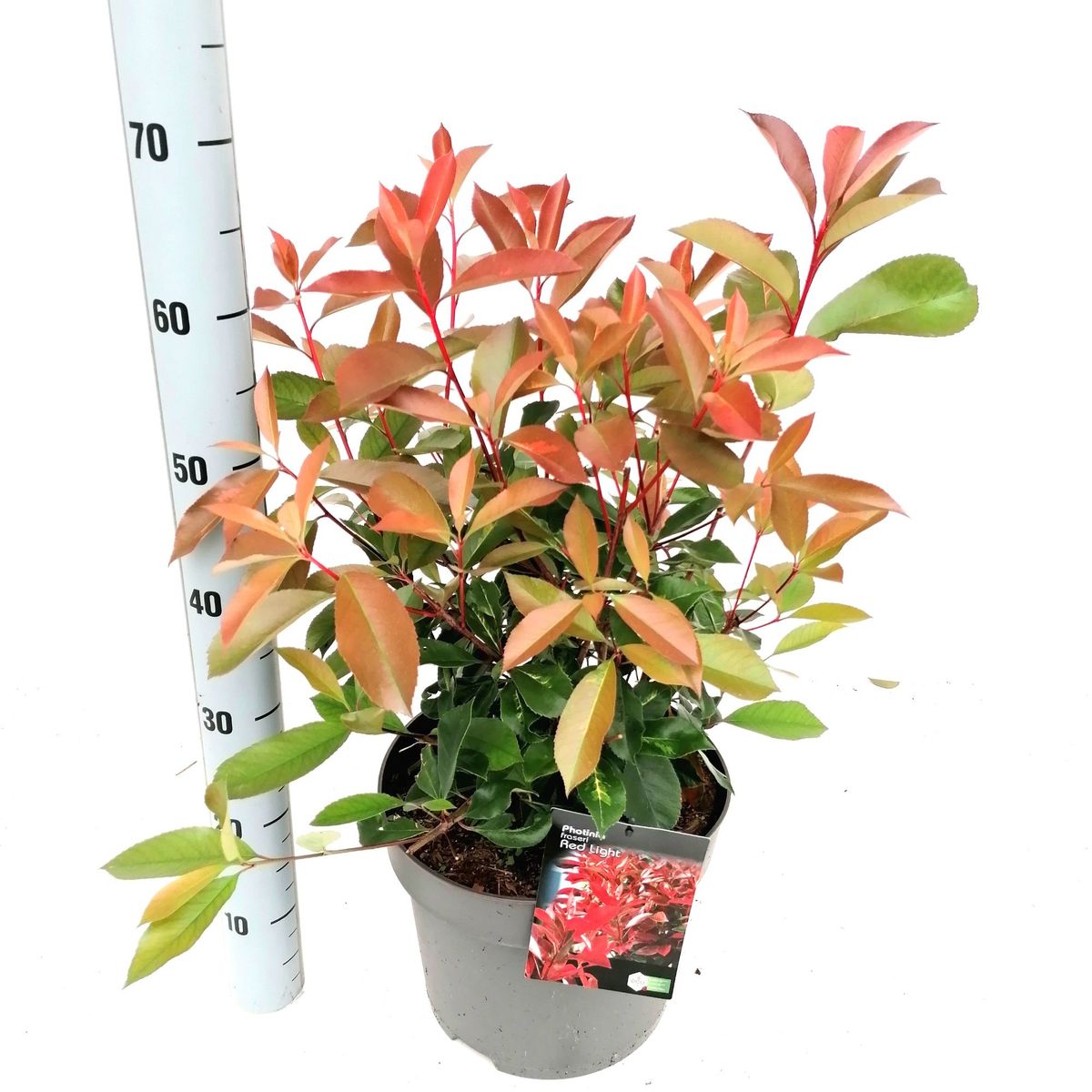 photinia fraseri immergrün Glanzmispel Red Robin (Photinia x fraseri 'Red Robin') | 150-175 cm im Topf main image 1