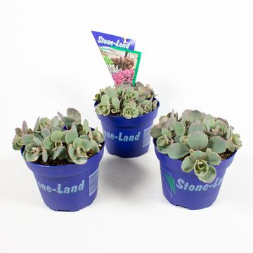 Sedum cauticola