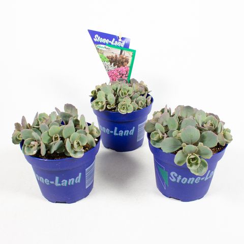 Sedum cauticola