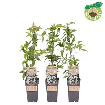 Clematis montana grandiflora (M)