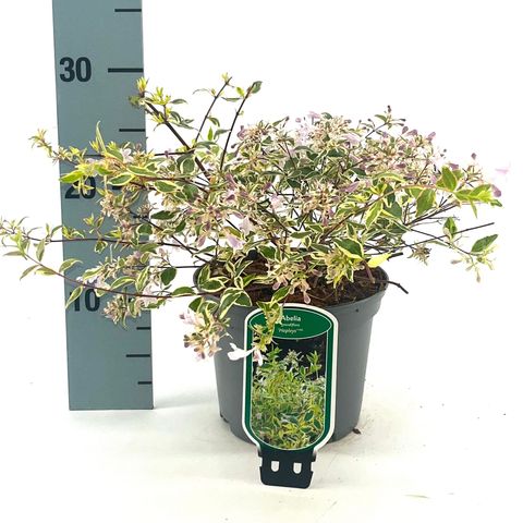 Abelia x grandiflora 'Hopleys'