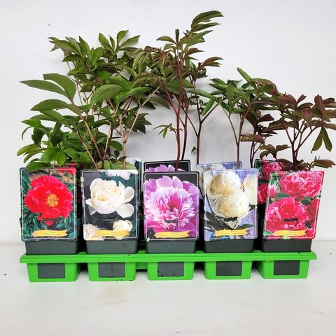 Paeonia LACTIFLORA MIX