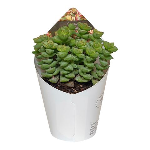 Crassula rupestris commutata