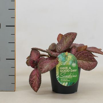 Episcia cupreata 'Tierra Opalo'