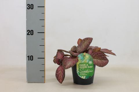 Episcia cupreata 'Tierra Opalo'