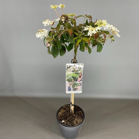 Viburnum plicatum 'Watanabe'