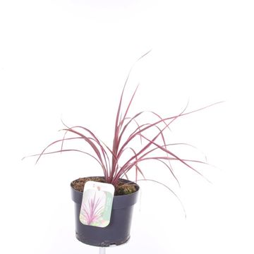 Cordyline FESTIVAL RASPBERRY