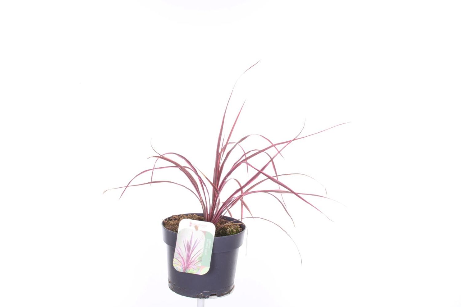 Festival Raspberry Cabbage Cordyline FESTIVAL RASPBERRY — Plant Wholesale FlorAccess