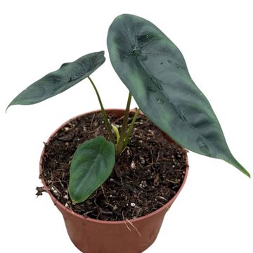 Alocasia venusta