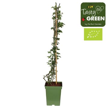 Rubus fruticosus 'Black Satin'