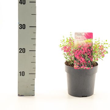 Scutellaria suffrutescens 'Texas Rose'