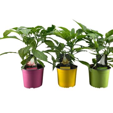 Brugmansia MIX