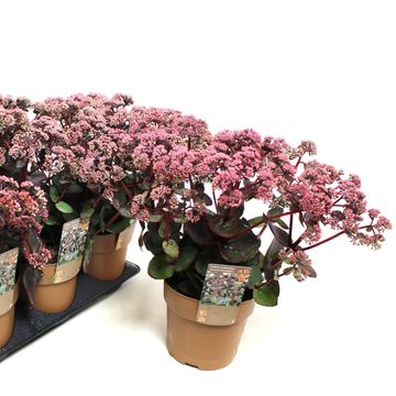 Sedum telephium SEDUCTION CHERRY CHOCOLATE