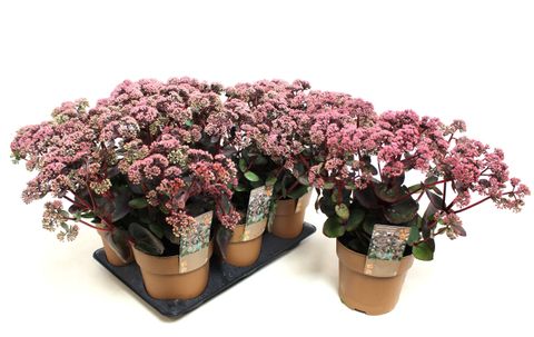 Sedum telephium SEDUCTION CHERRY CHOCOLATE