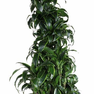 Dracaena fragrans 'Dorado'