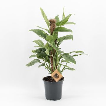 Монстера lechleriana 'Variegata'