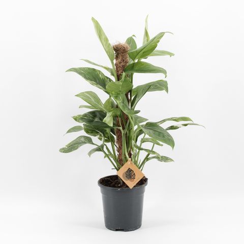 Монстера lechleriana 'Variegata'