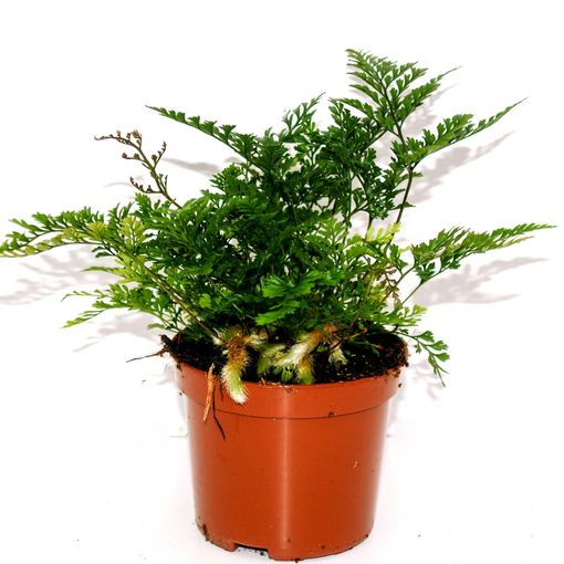 Humata tyermannii (P8.5 cm H20 cm) – Plant Wholesale FlorAccess