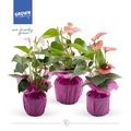 Anthurium KARMA PINK MIX