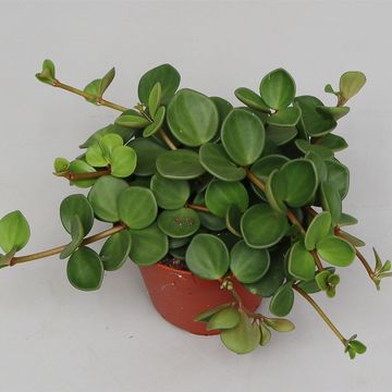 Peperomia tetraphylla 'Hope'