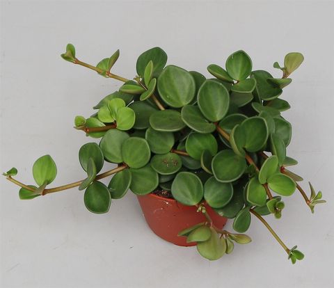 Peperomia tetraphylla 'Hope'