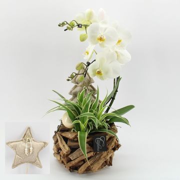 Arrangement Christmas